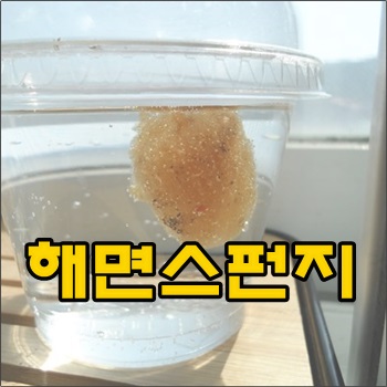  물생활의 새로운 애완생물 해면스펀지