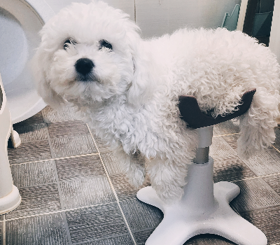 강아지 입양 후 첫날: 적응을 위한 가이드