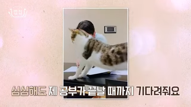 김건희-반려묘-윤석열