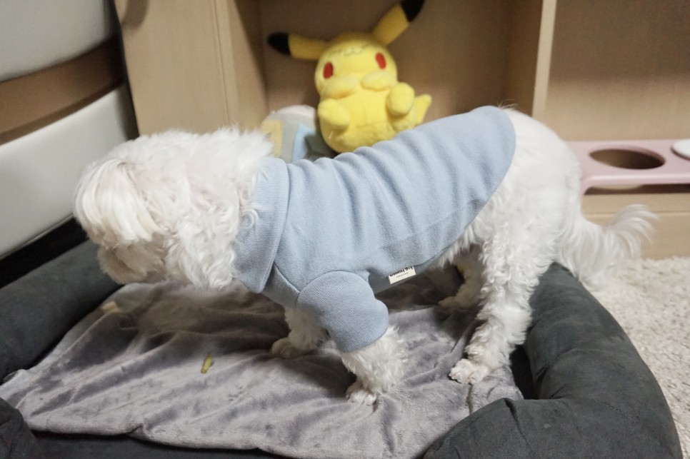 옷 쇼핑몰 강아지옷 쇼핑몰예쁜 3