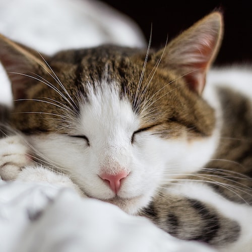 How to Choose the Best Pet Supplies for Your Pet