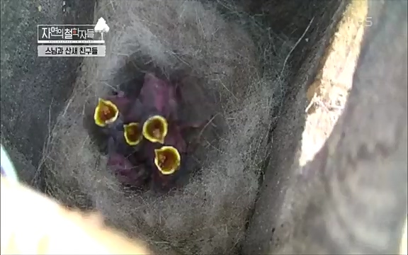 [3회] 자연의 철학자들 - KBS새처럼 살고 싶어라] 자연이라는 위대한 법당에서 숲의 울림, 새들의 소리를 들으며 깨달음을 얻은 도연 스님.ts_20220320_153550.385.jpg