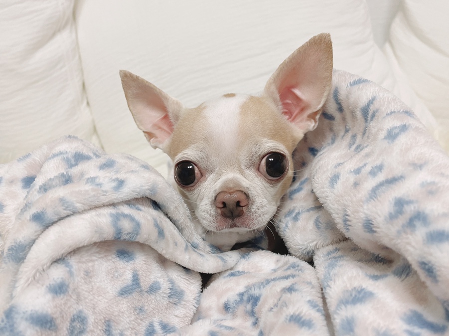 단모 성격 털빠짐 주의점 11