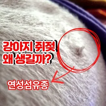 강아지 쥐젖 사마귀 지방종 증상 치료법_7