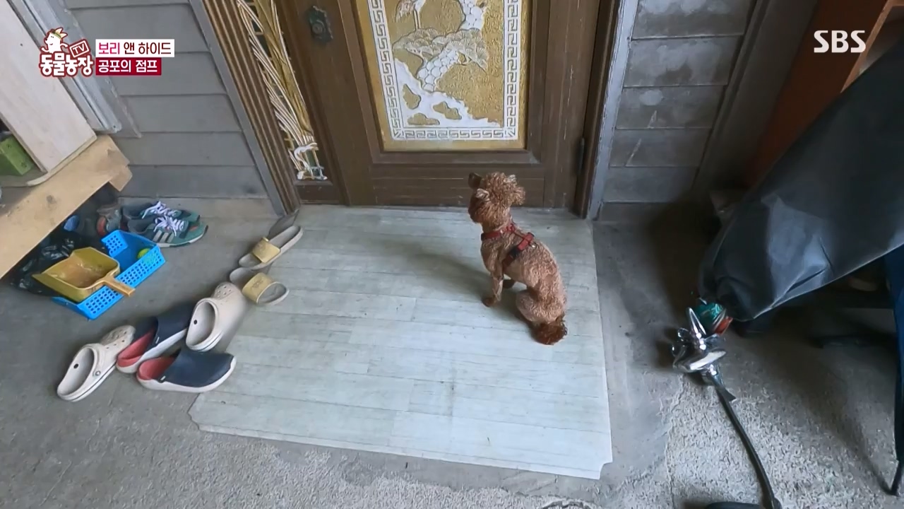 TV 동물농장.E1150.231218p-NEXT.mp4_20231217_171343.732.jpg
