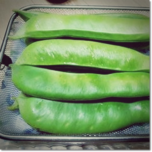 작두콩