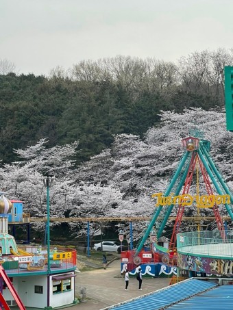 벚꽃 명소