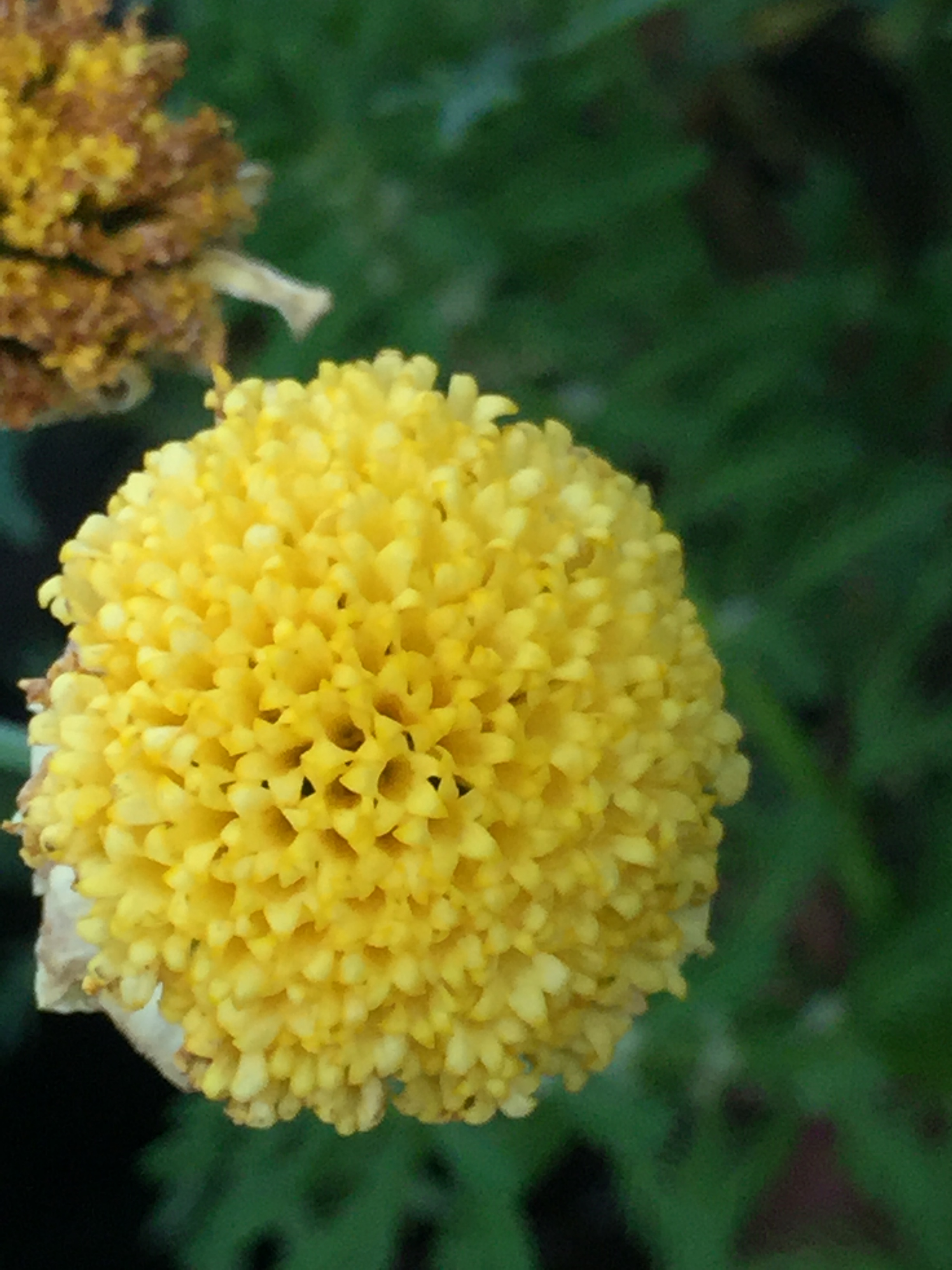 봄꽃]노란색 꽃 모음/꽃말