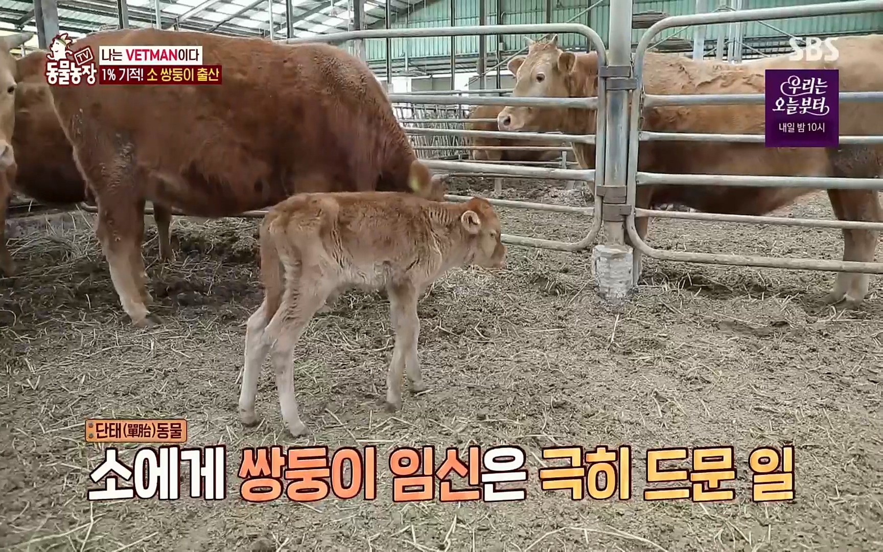 TV 동물농장.E1069.220515p.H264-F1RST.mp4_20220515_180124.306.jpg