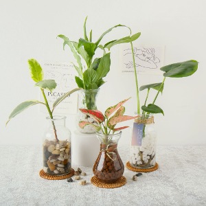 갑조네 모종시장