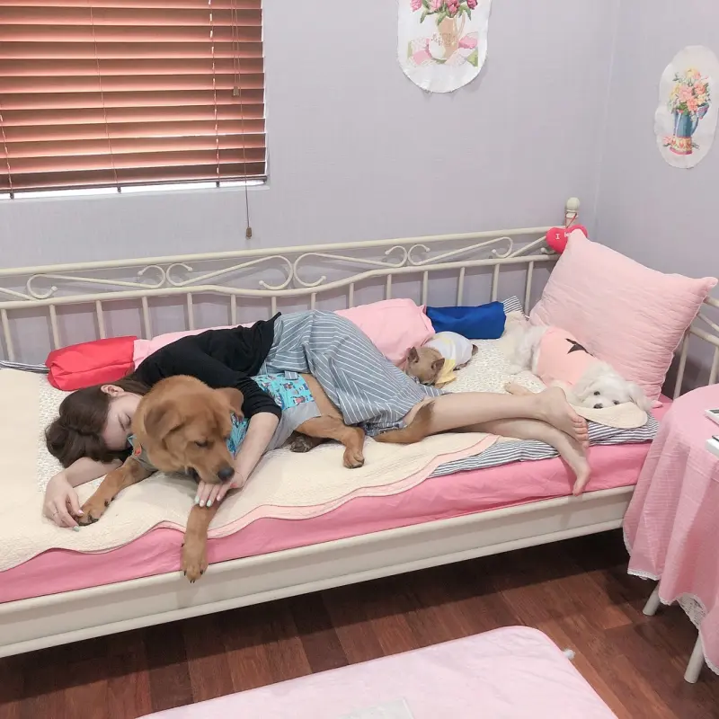 반려견과 잠을 자고 있는 모습의 정은혜 아나운서 사진