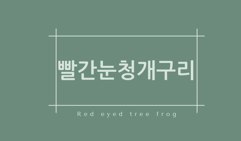 빨간눈청개구리(Red eyed tree frog)