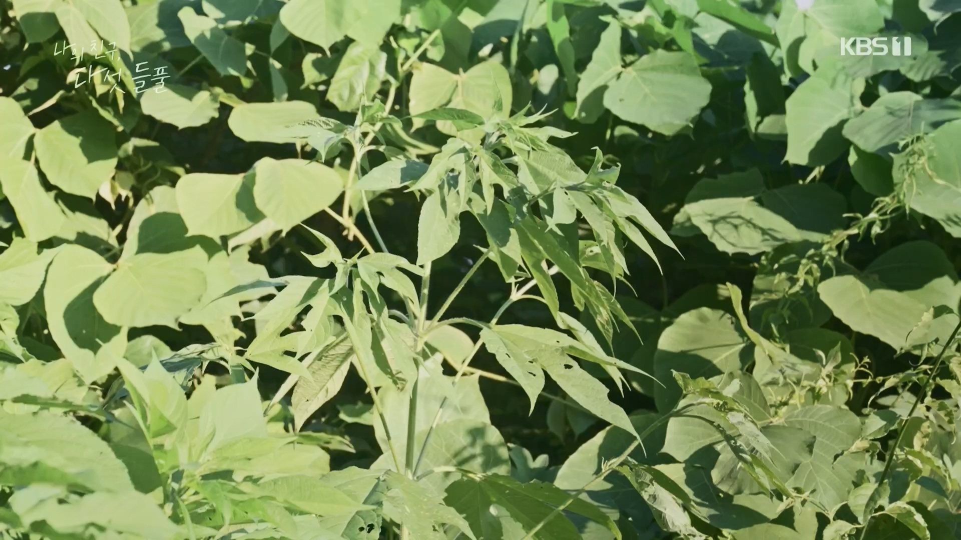 특집 다큐 나의 친구, 다섯 들풀.240119p.H264-F1RST.mp4_20240121_151740.311.jpg