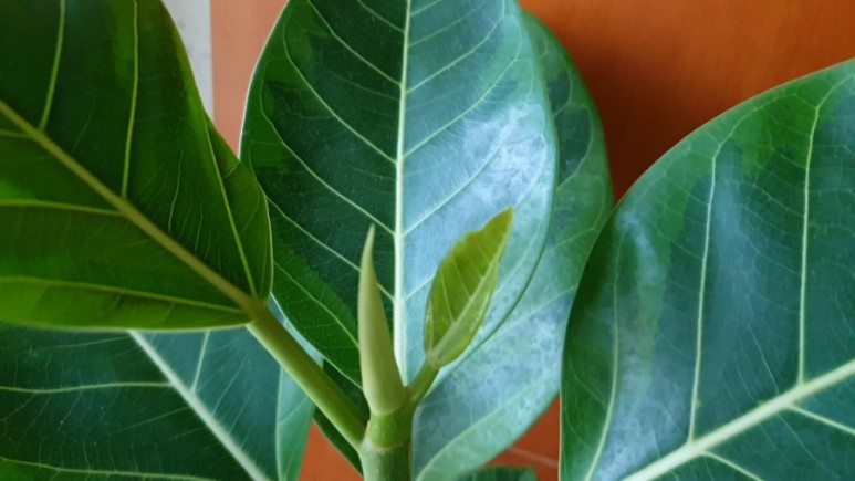 식물 인테리어로 뱅갈고무 나무 키우기 집에서 키우는 거실 반려 21