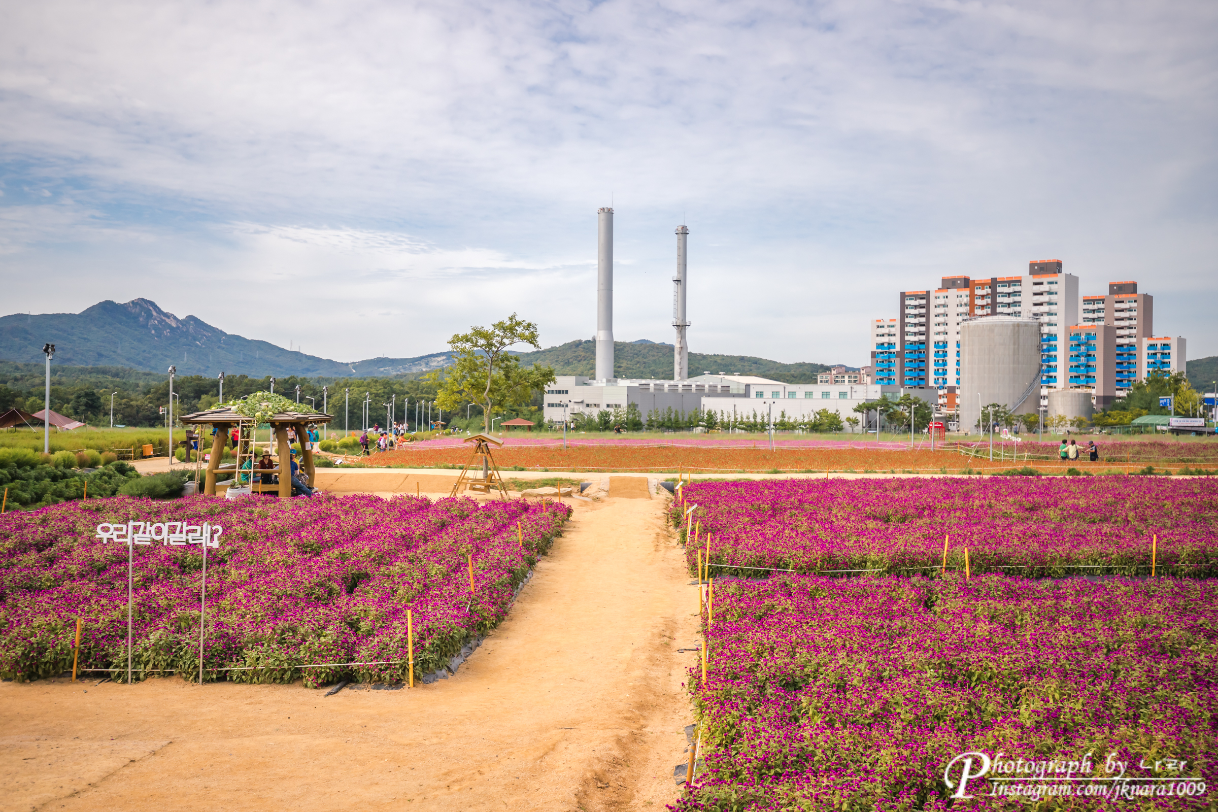 양주 나리공원 천일홍 꽃밭