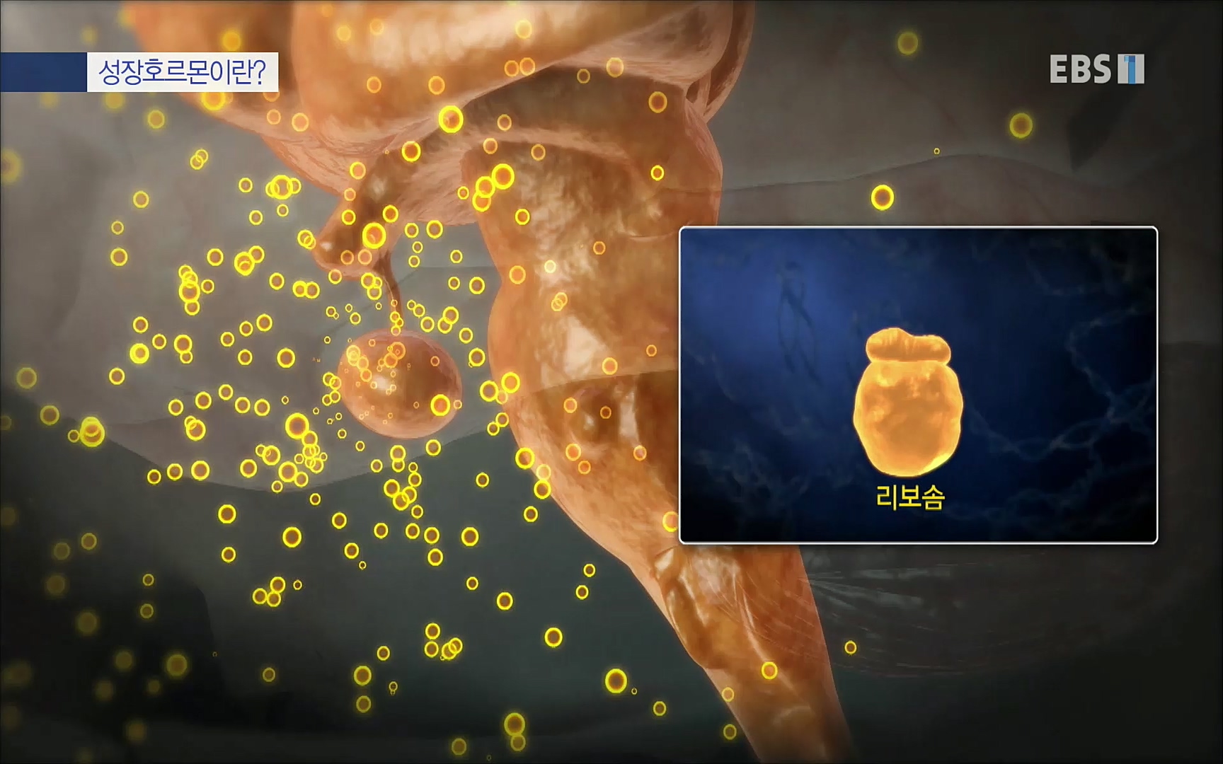 EBS 명의 헬스케어 - TV - 교육의 중심 EBS내 몸을 지배하는 7가지 호르몬 2부, 증상을 의심하자!.mp4_20220711_200201.666.jpg