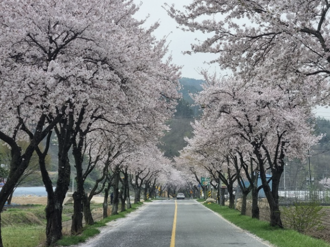 금산 보곡산골 산벚꽃 축제 관련