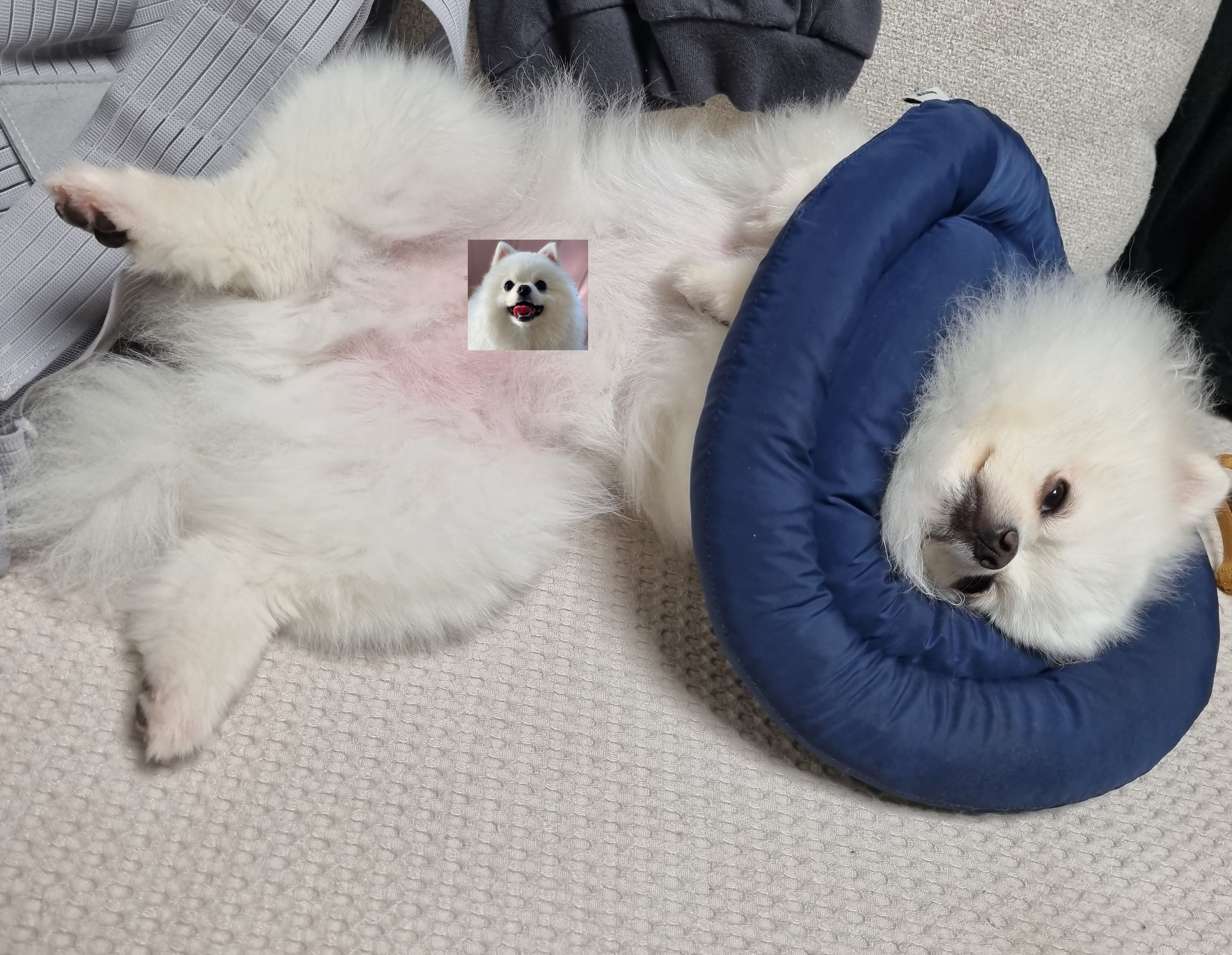  강아지 쿨매트 대리석 아빠 리뷰