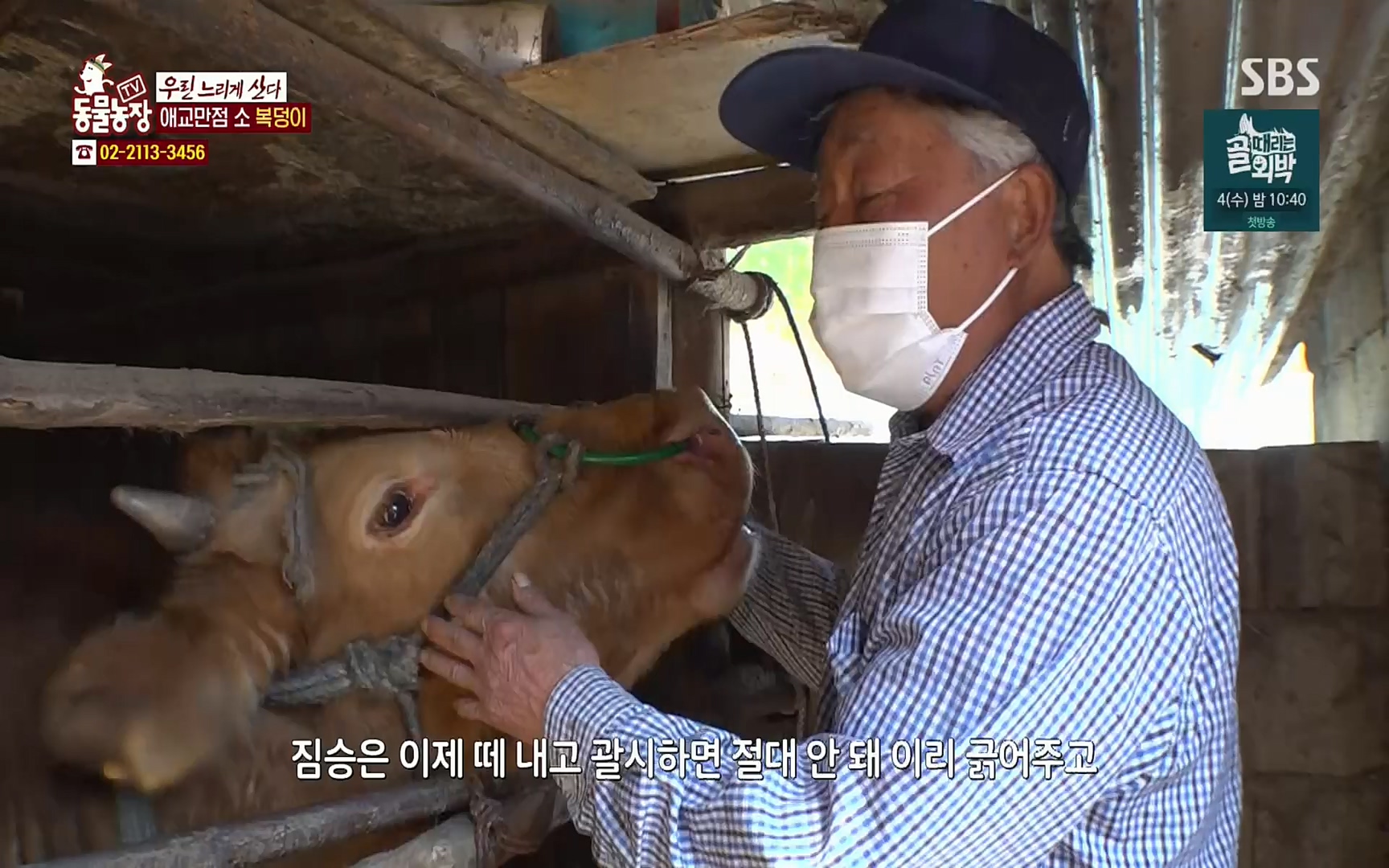 TV 동물농장.E1067.220501p.H264-F1RST.mp4_20220501_185015.447.jpg