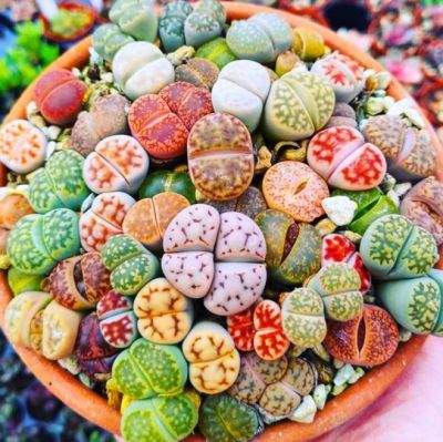 리톱스 (Lithops) 다육식물