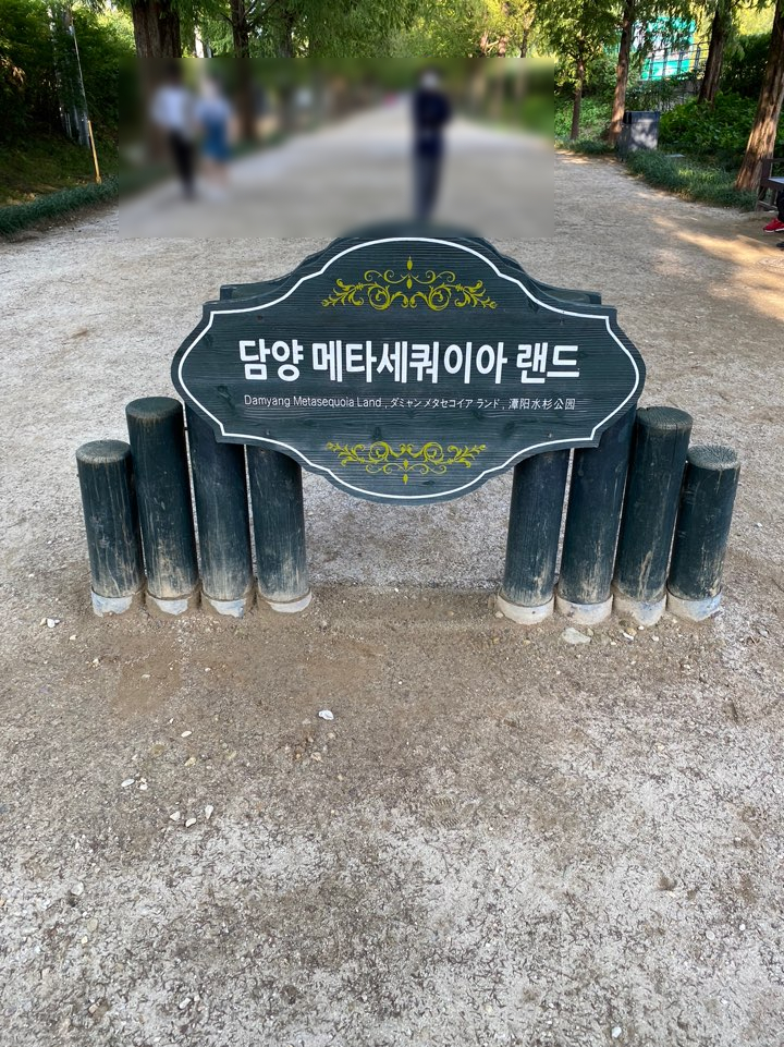 담양 메타세콰이어 랜드, 메타세콰이이 랜드 근처 딸기 전문 HERO하우스