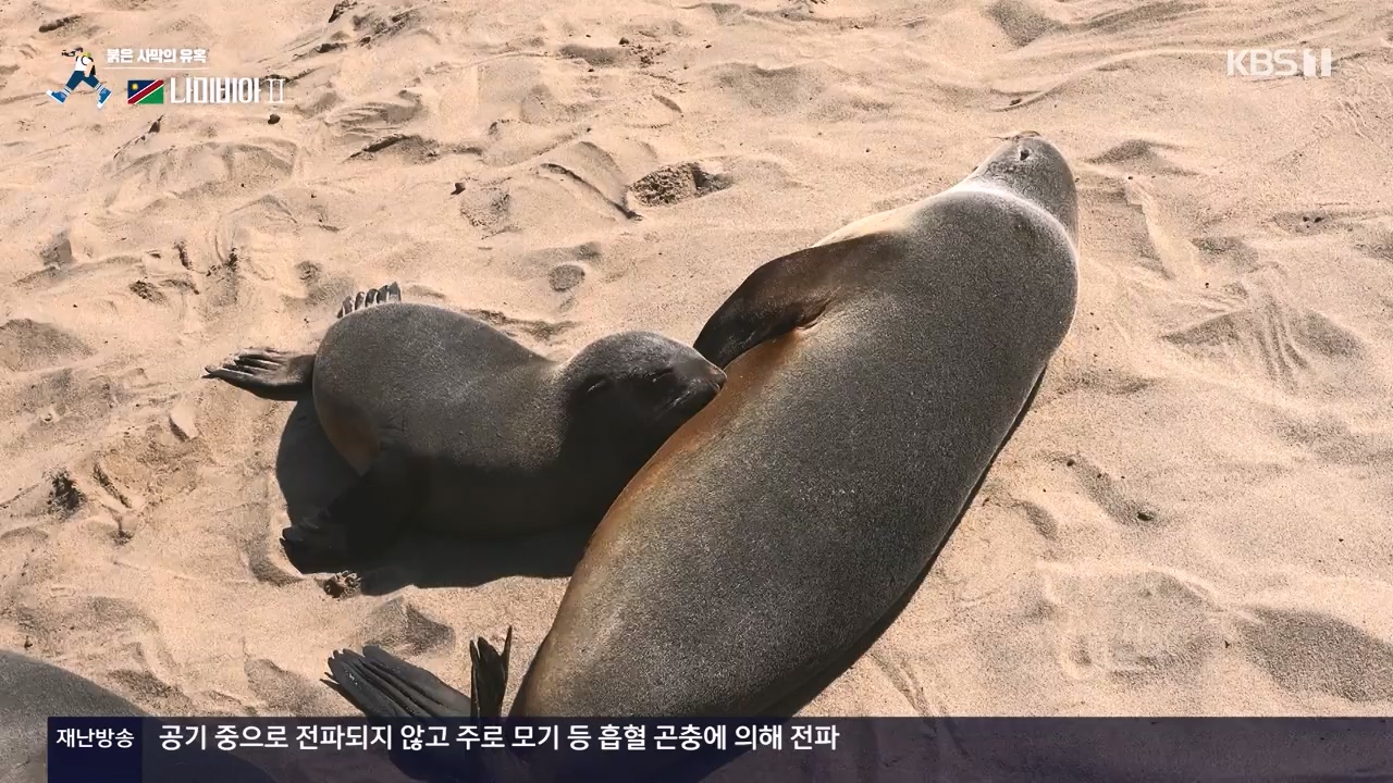 걸어서 세계속으로.E816.231105p-NEXT.mp4_20231104_175431.657.jpg