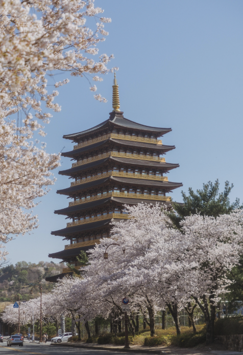 2025년 경주 벚꽃 개화시기 명소 여행지 총정리