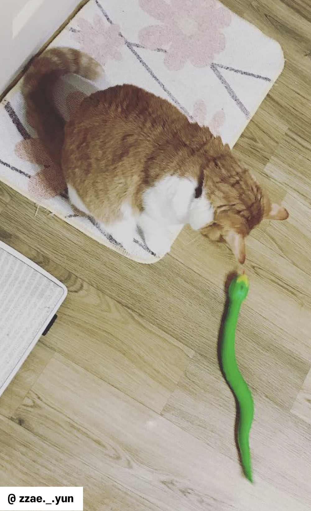 고양이 뱀 장난감 초록색