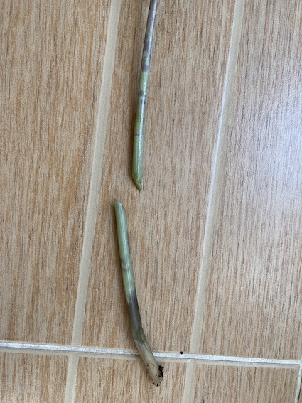 성한 줄기까지 남기고 잘라내기