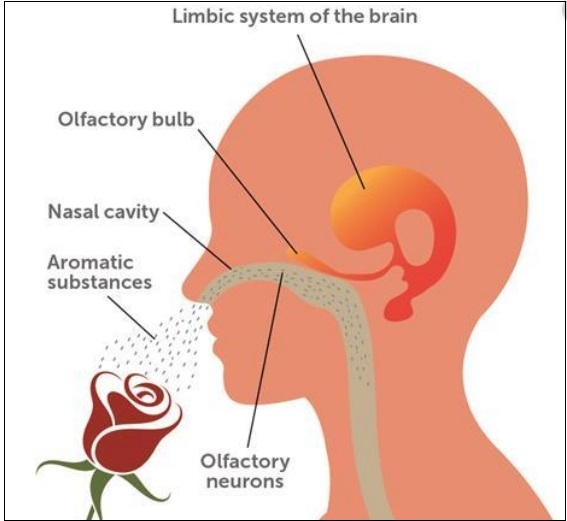 자신의 몸 냄새를 왜 자신은 못 맡을까 Odor Fatigue: Why Can&#39;t You Smell Yourself?