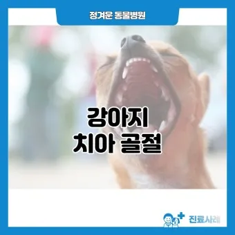 강아지 치아 건강 관리법 치석 제거 요령_23