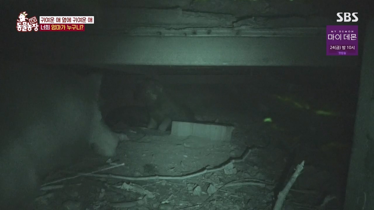 TV 동물농장.E1144.231106p-NEXT.mp4_20231105_175957.546.jpg