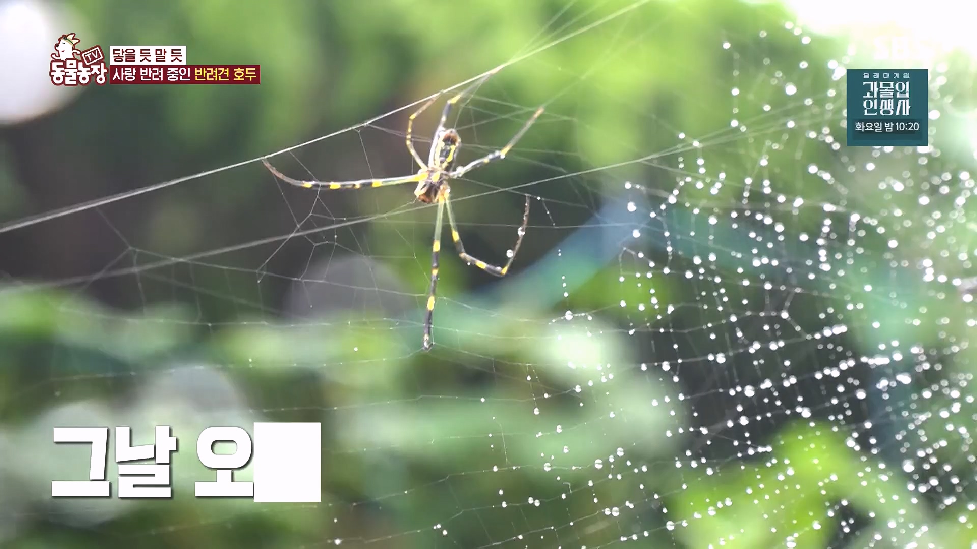 TV 동물농장.E1136.230903p.H264-F1RST.mp4_20230903_180344.920.jpg