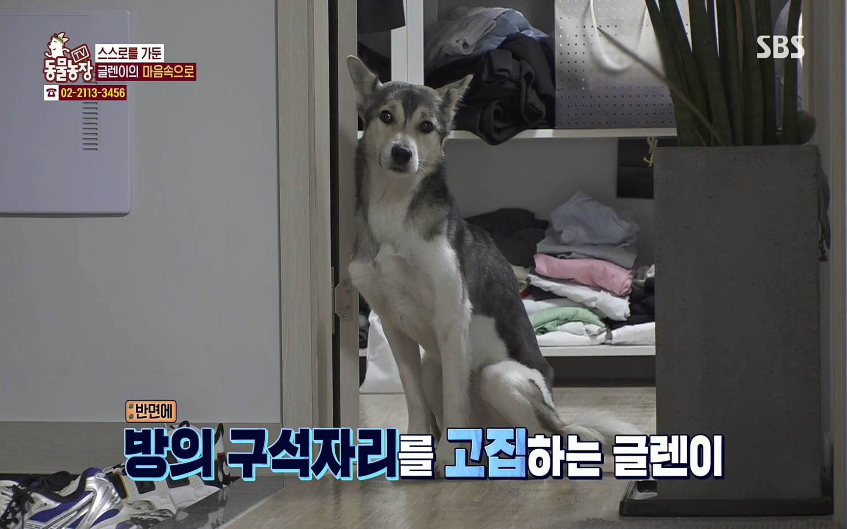 TV 동물농장.E1066.220424p.H264-F1RST.mp4_20220424_201020.729.jpg