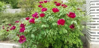 모란 꽃 특성 해설_17