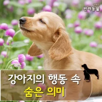 강아지 행동별 특징 의미 강아지 신호 해석 방법_10