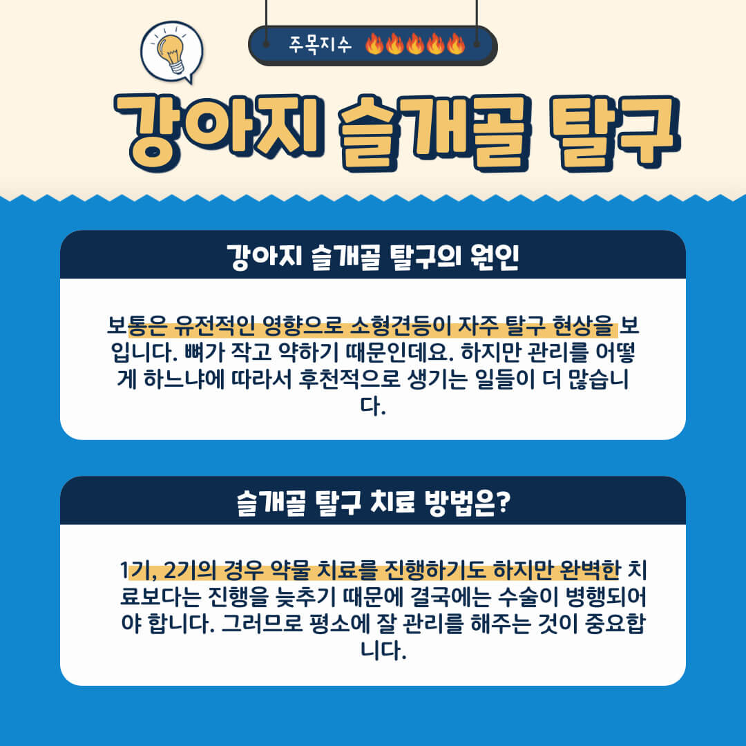 강이지가 슬개골이 탈구 되었을 때 증상과 치료 방법 및 과정