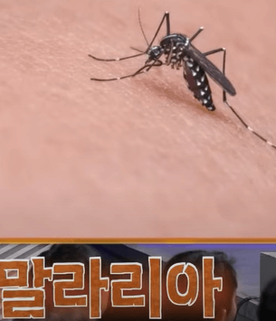 말라리아