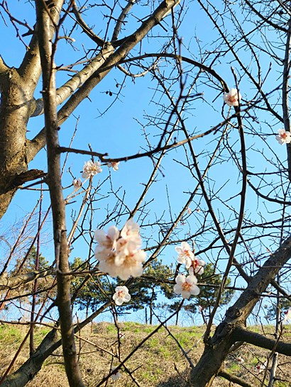 인천대공원 벚꽃축제 주말 주차장 꿀팁