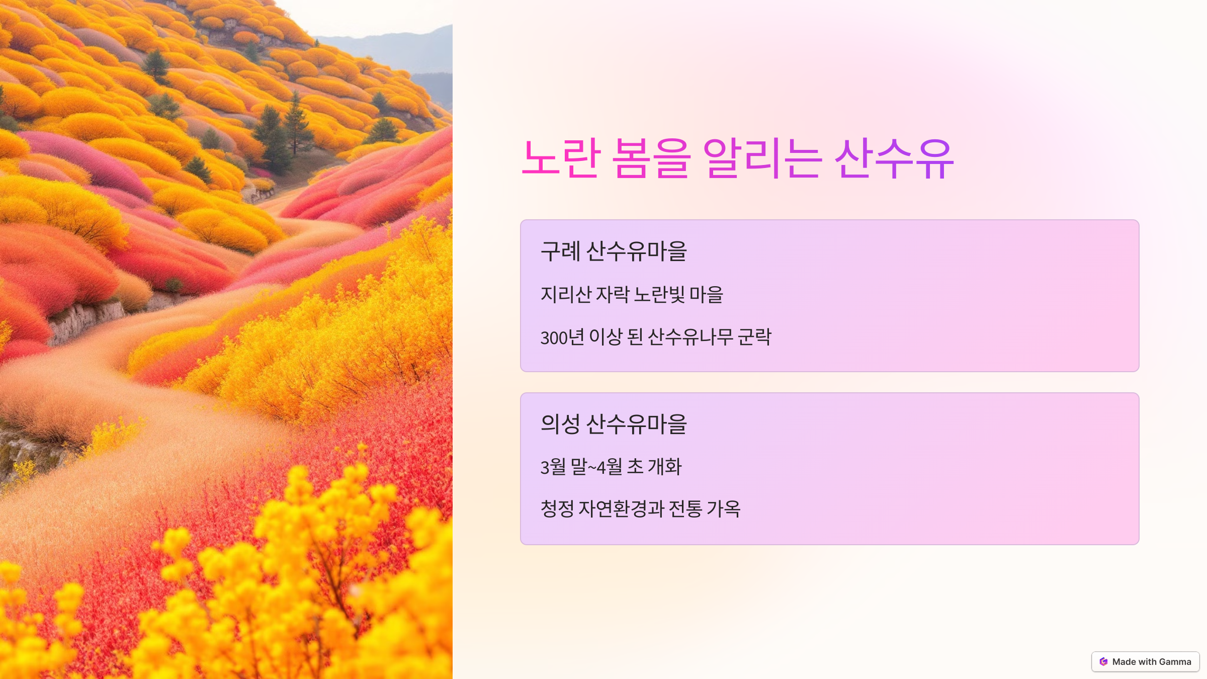 노란 봄을 알리는 산수유