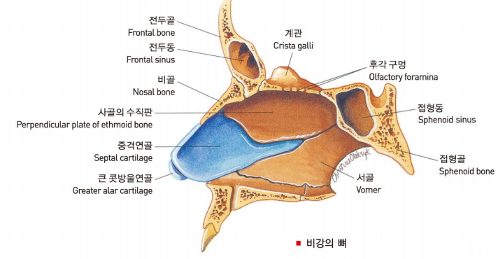  코의 구조