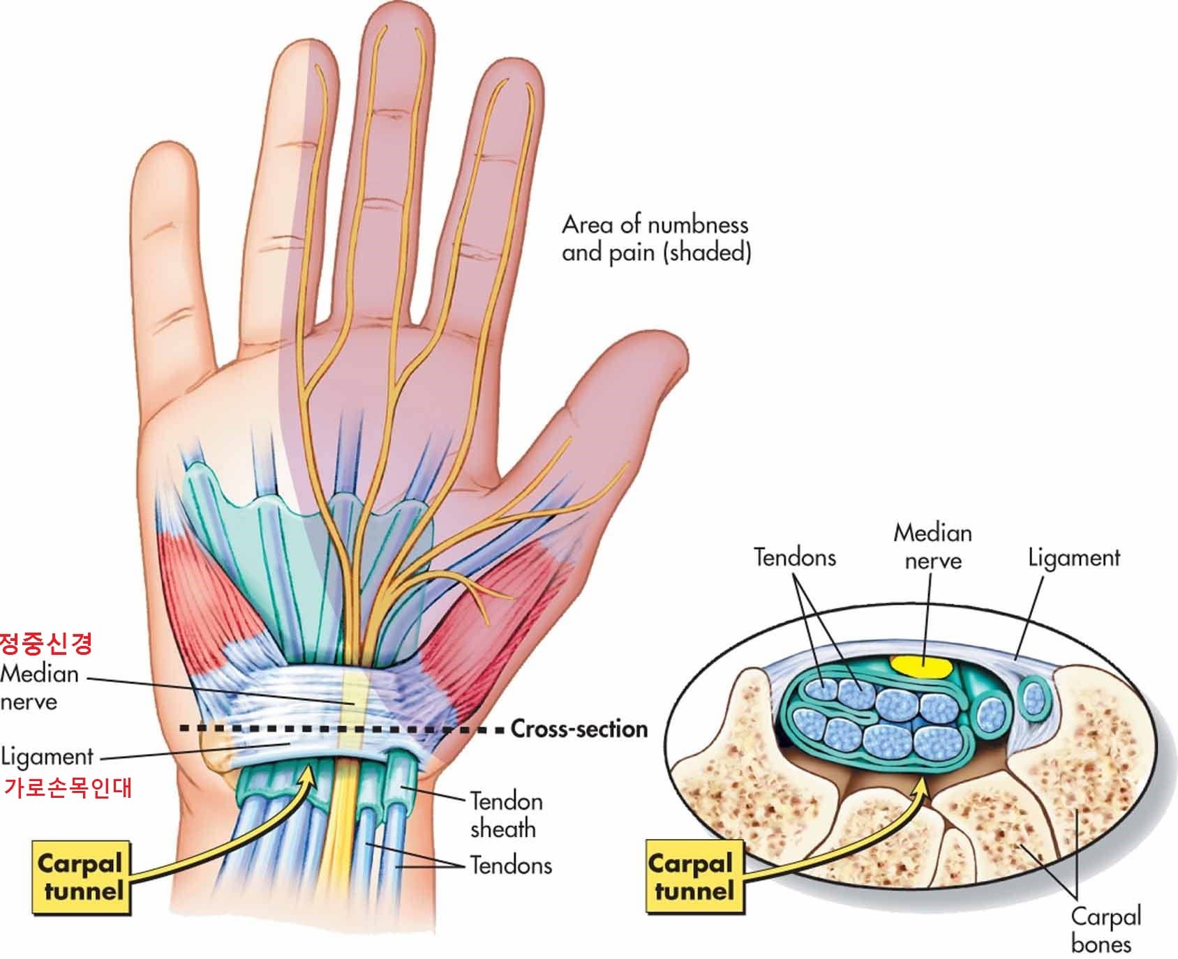 손목터널의 해부학적 구조