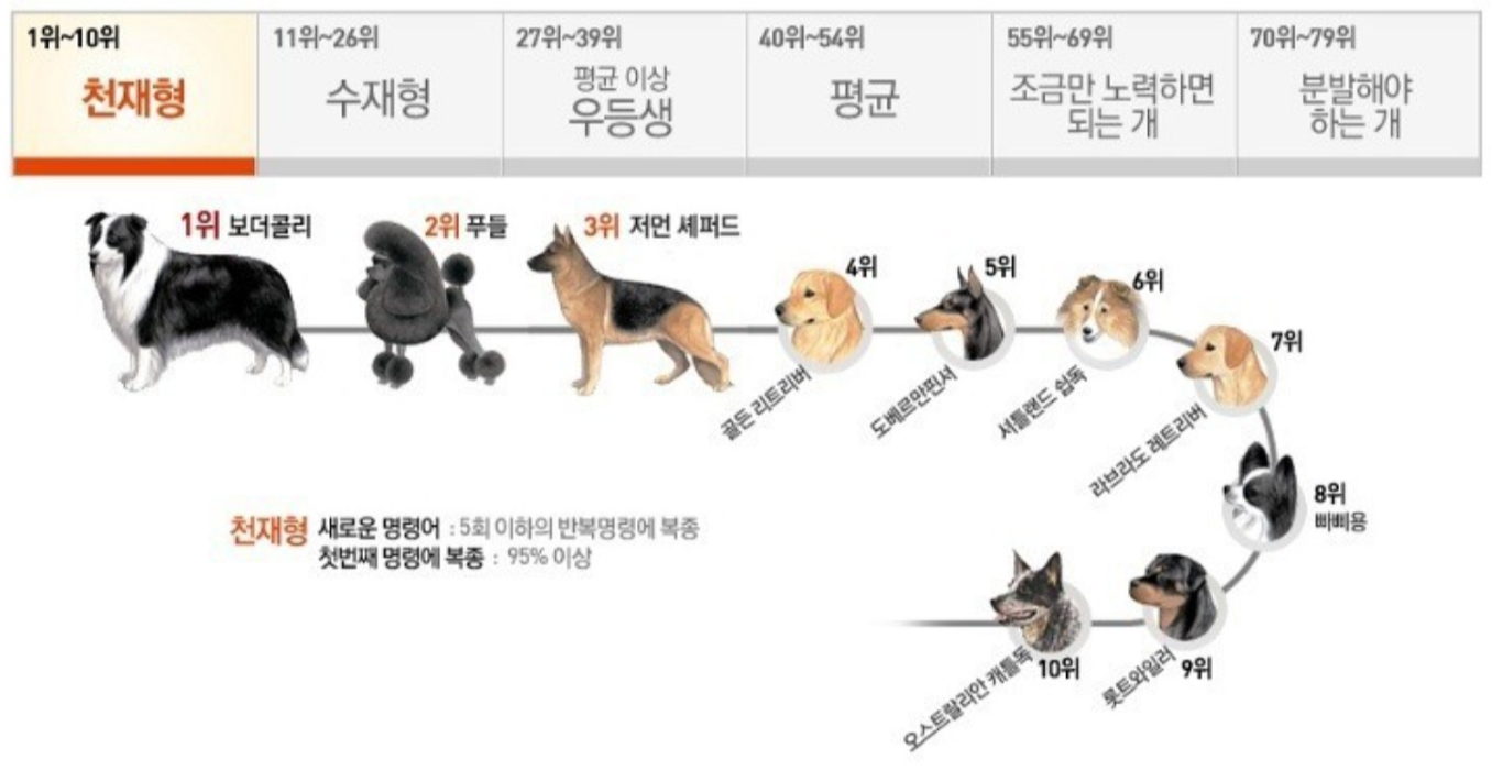 강아지 훈련과 복종형 지능순위 - 천재형 그룹군 견종표