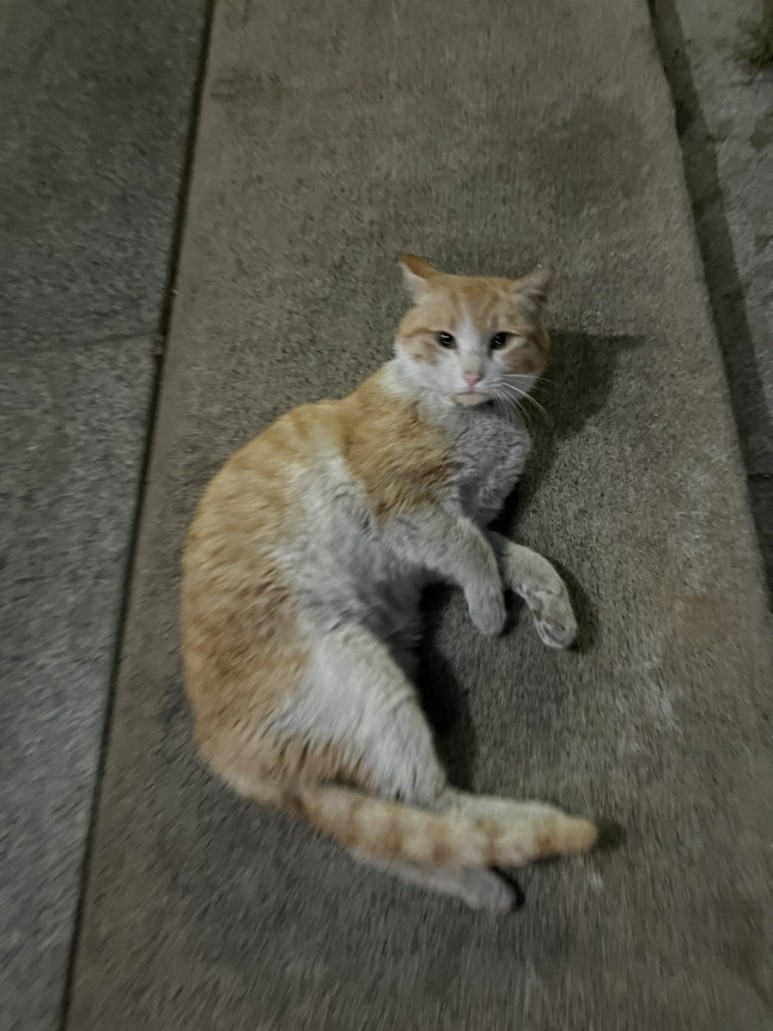 고양이 간택 고양이 6