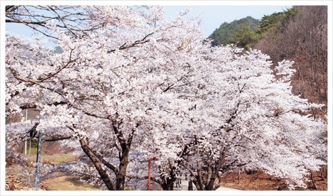 제주 벚꽃 여행 가이드 ❘ 핑크빛 왕벚꽃과 유채꽃이 어우러진 봄 여행