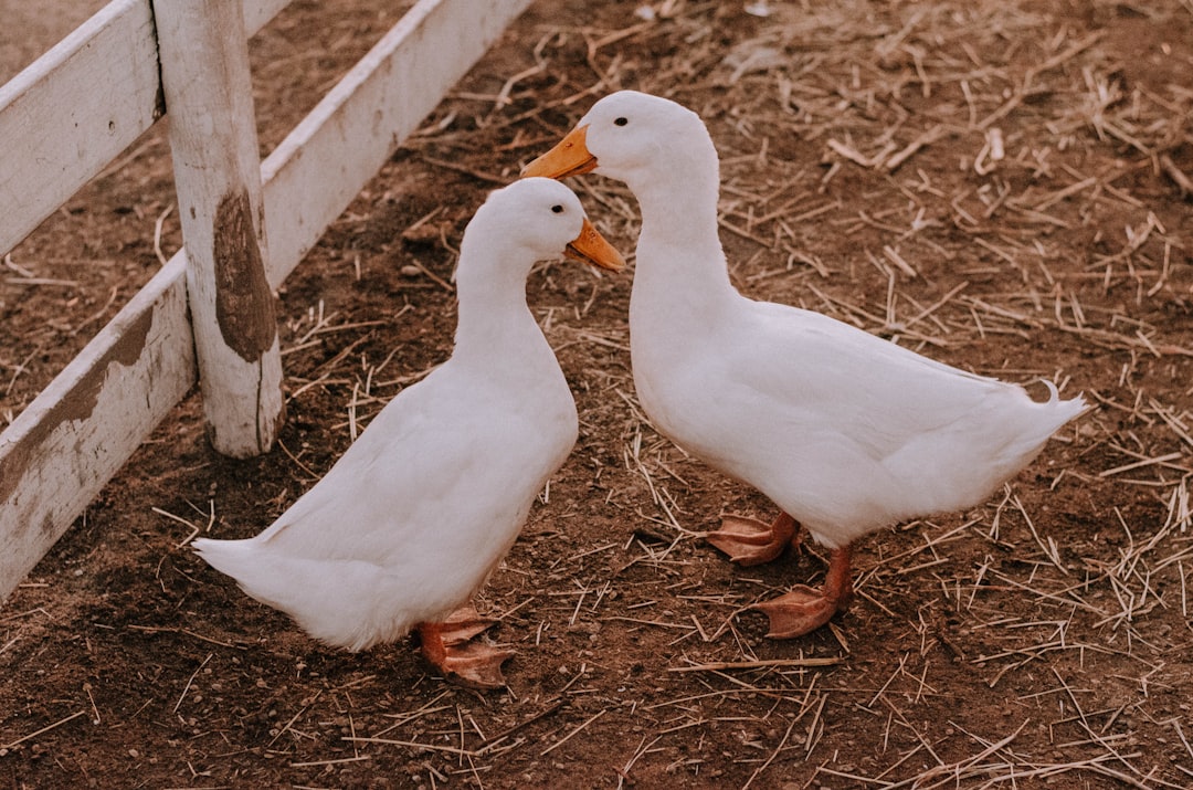 Duck.