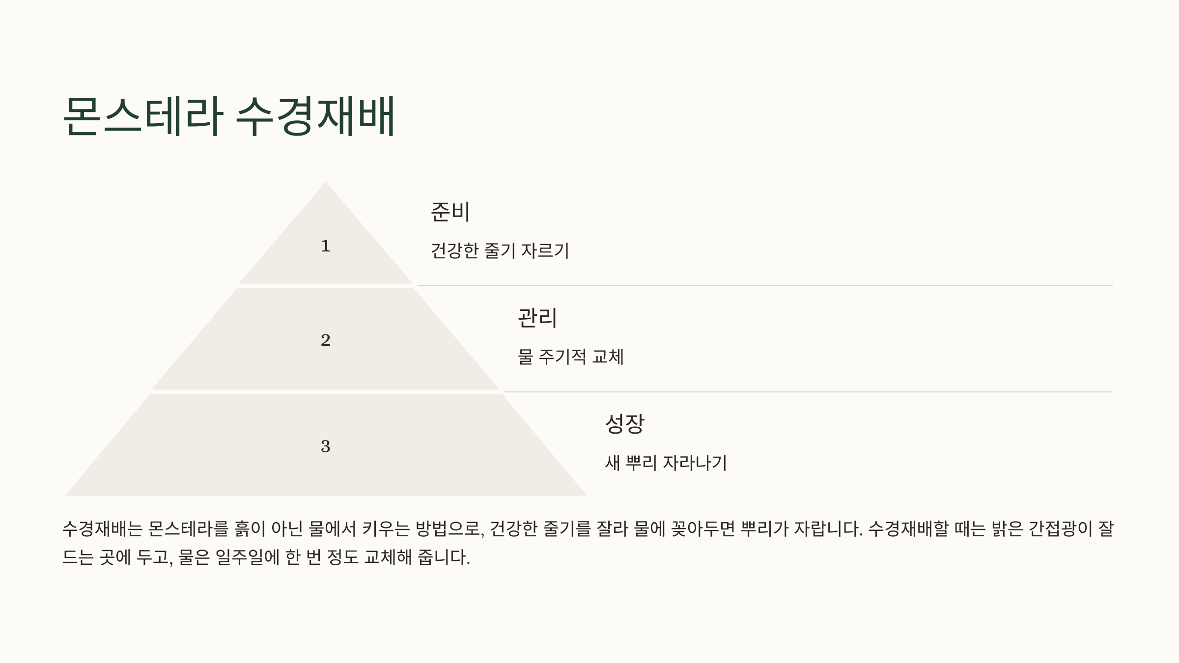 몬스테라와 관련된 사진입니다.