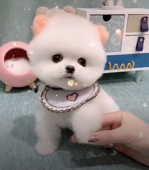  말썽꾸러기 아기동물들 하지만 귀엽죠 ㅎㅎ
