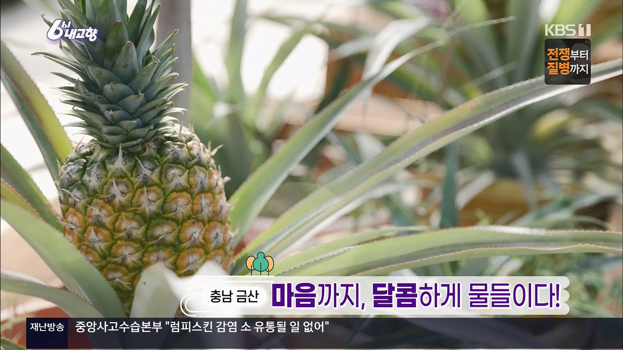 6시 내고향.E7922.231129p.H264-F1RST.mp4_20231129_200256.866.jpg