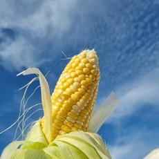  강원도 영월 냉동 미백 찰옥수수 20개입/30개입, 미백 찰옥수수 30개입,강원도옥수수 강추정보+구매후기~